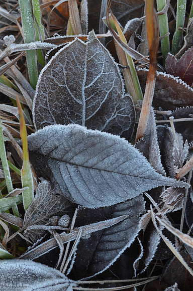 Frost
