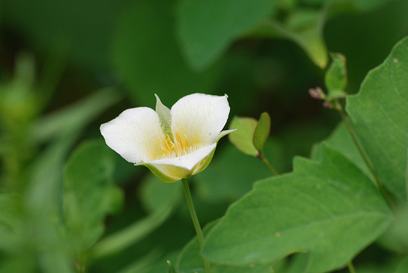 3 spot marimosa lily