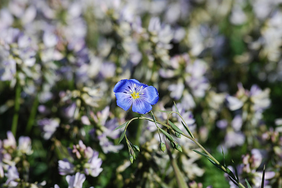 blue flax 3