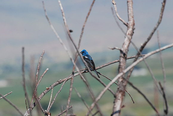 lazuli Bunting