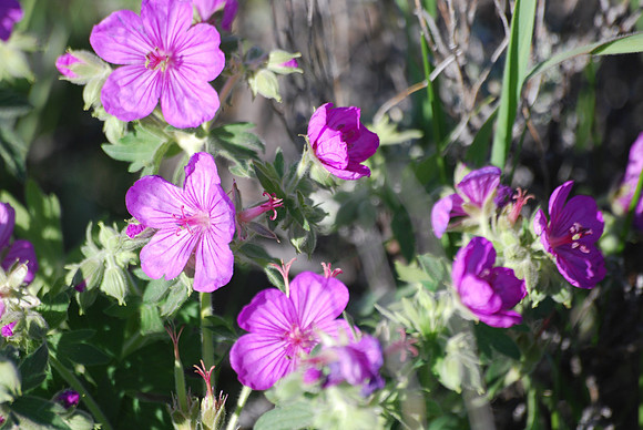 geranium