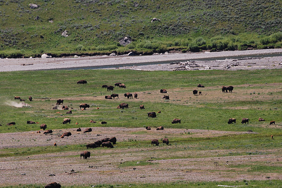 yellowstone 350 lamar