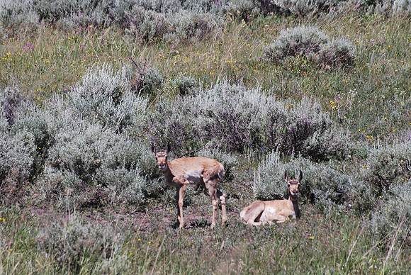yellowstone 384