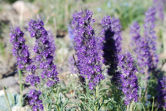 Purple fringed Phacelia