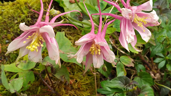 Pink Columbine