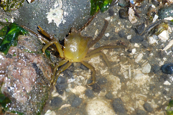 114 Kelp crab