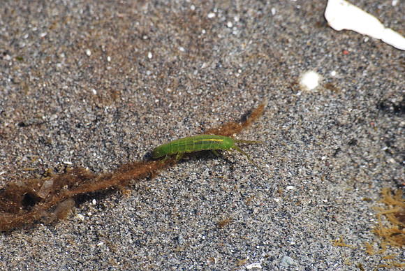 Kelp Isopod 8