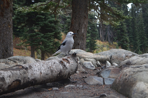Clark's Nutcracker