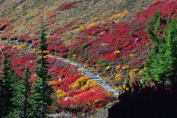 Paradise - Fall Colors