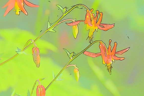Red Columbine