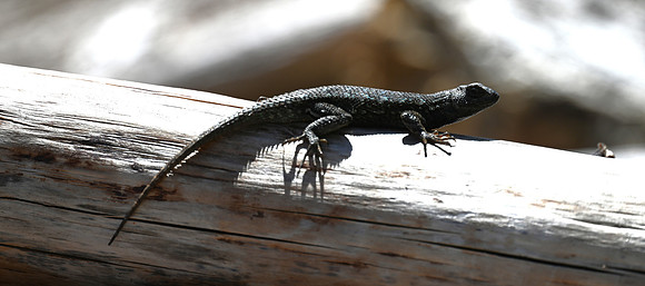 Western fence Lizard
