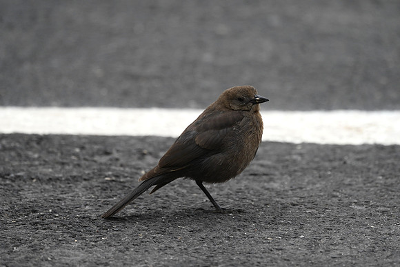 Fledged Mt Bluebird in the parking lot