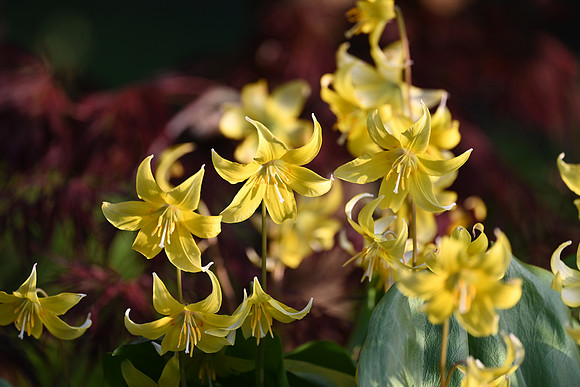 Trout Lilies