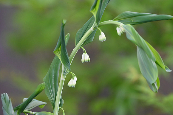 Solomon Seal