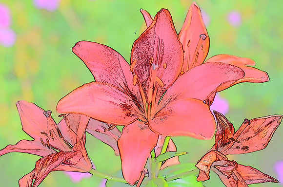 Red Lilies