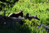 Black Bear Cub