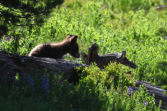 Black Bear Cub