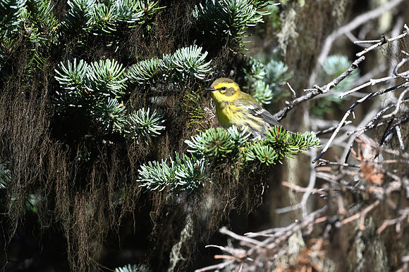 Townsend's Warbler 3