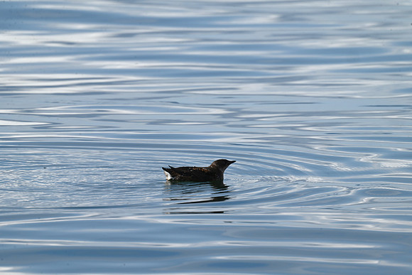 Marbled Murrelet 7