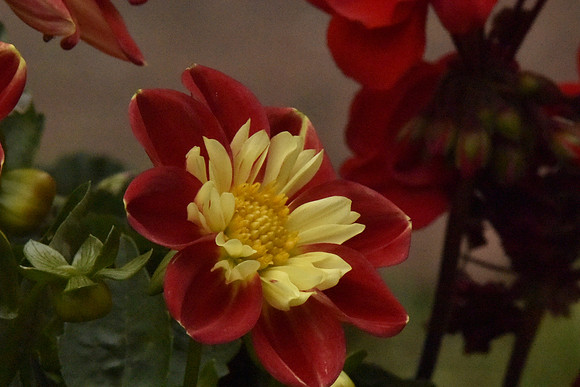 Mini Dalhia 3