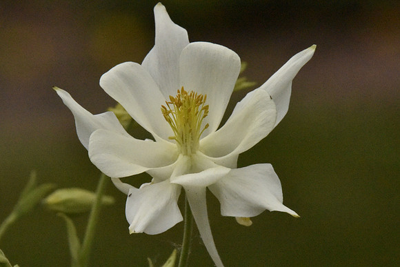 White Columbine