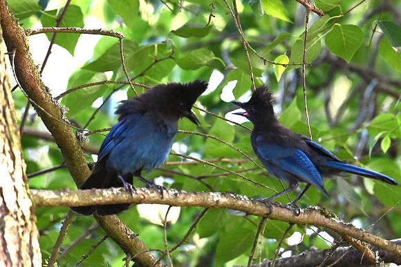 Steller's jays