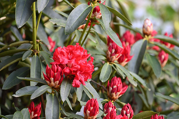Red Rhodenderon