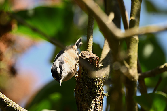 Red-Breasted Nuthatch4546