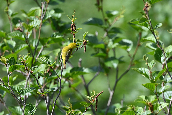 Yellow Warbler 2