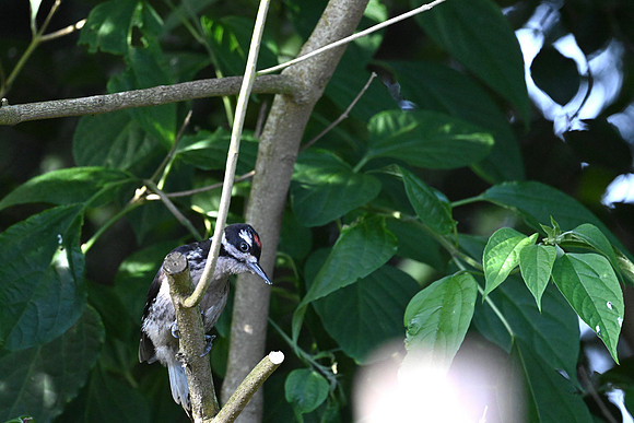 Juvenile Hairy Woodpecker