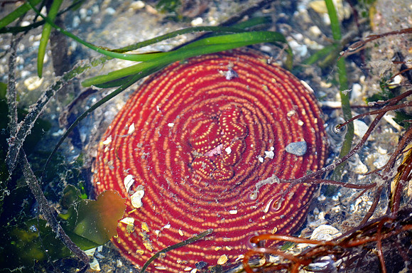 Columbia Sand Anemone 46