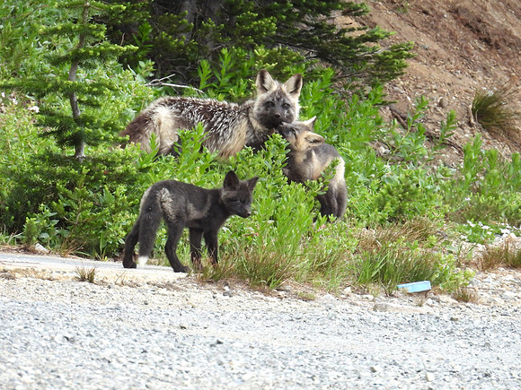 Cascade Foxes 9