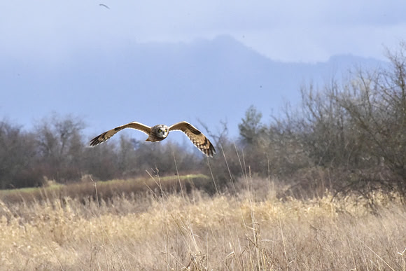 Short-eared Owl 22