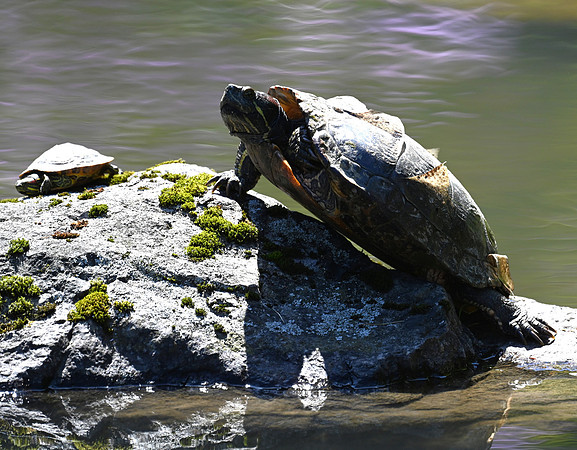 Painted Turtles