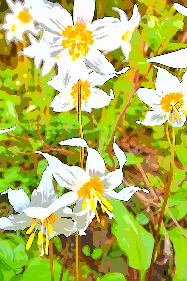 Avalanche Lilies F