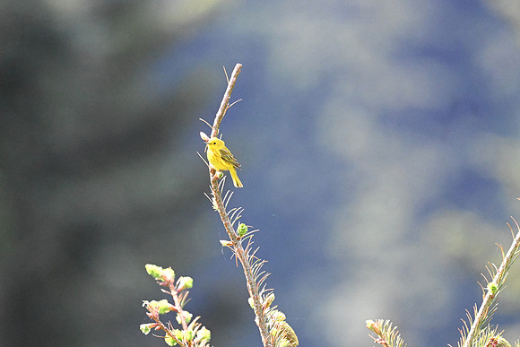 Yellow Warbler