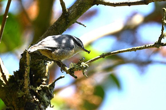 Red-Breasted Nuthatch fledgling4043