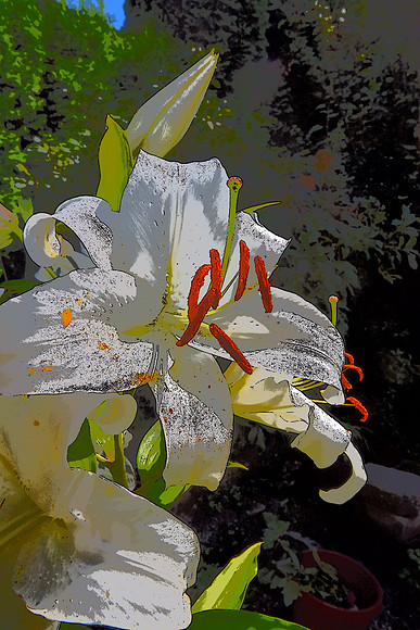 Easter Lily B