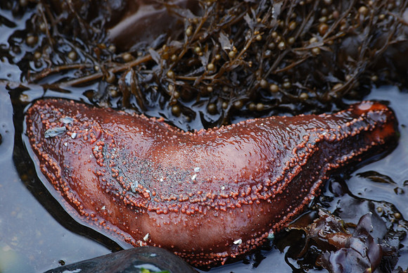 6-12 sea cucumber 007