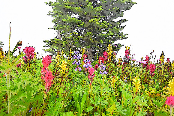 Paradise Meadows B
