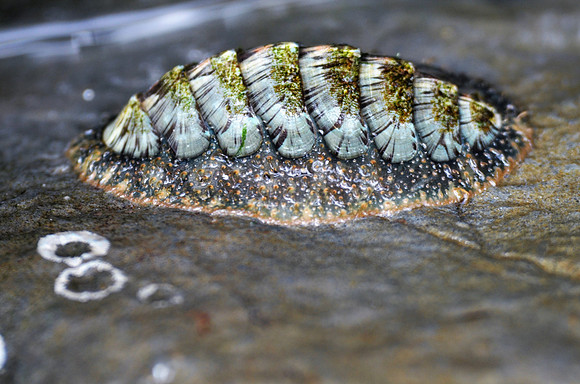 Woody Chiton 83