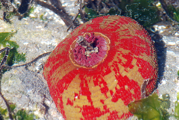 Painted Anemone 9