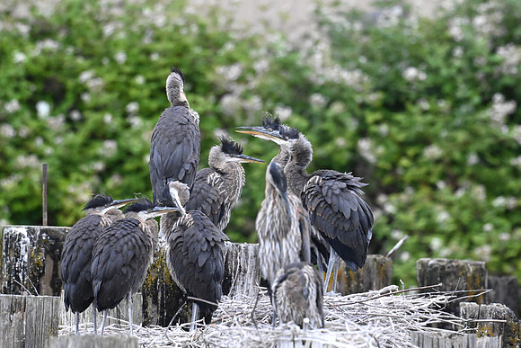 Juvenile Herons 7