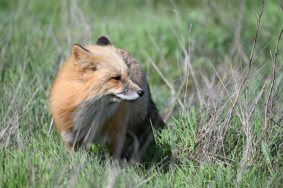 Red Fox 3