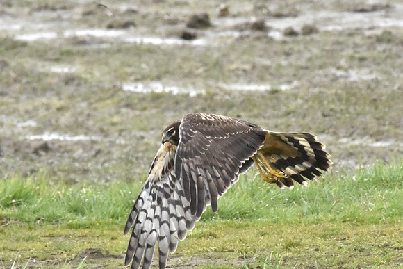 N. Harrier in Flight 2