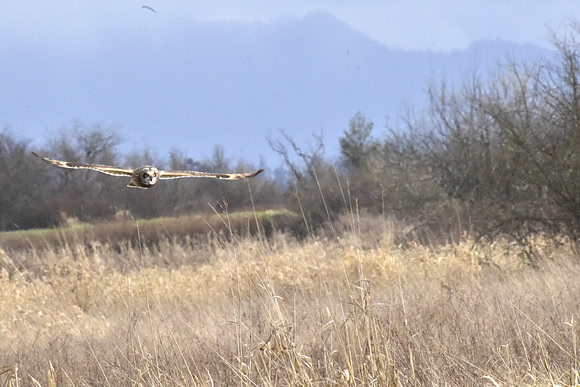 Short-eared Owl 21