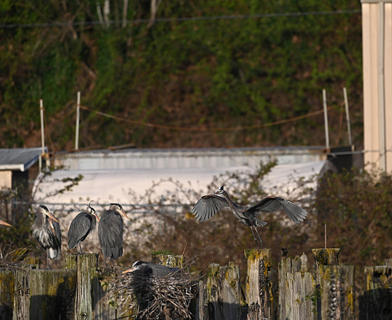 Bringing Home the Nesting material