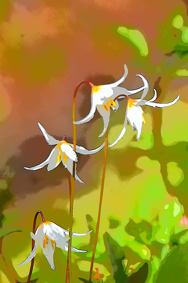 Avalanche Lilies A