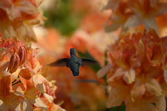 Which flower now