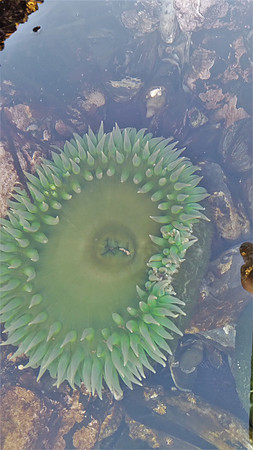 Giant Green anemone 9